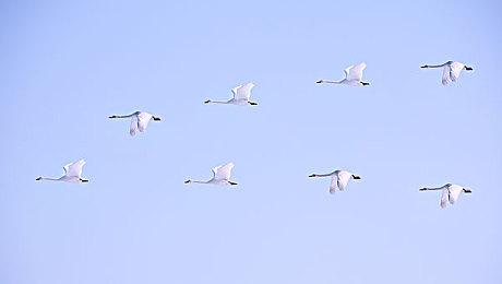 末世生存管理模拟游戏《庇护所2》发售时间确认